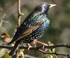 Тодол (Хар тодол)